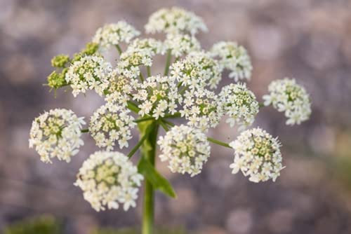 RP Seeds Anthriscus sylvestris (Cow Parsley) - 100 Seeds. British Native Wildflower.