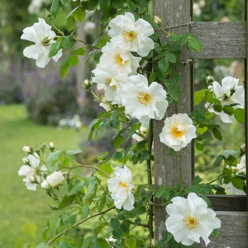 Semillas de rosal, raras arbustos en resistentes jardín de Decoración jardín para exteriores semillas decoración arbustos 450pcs