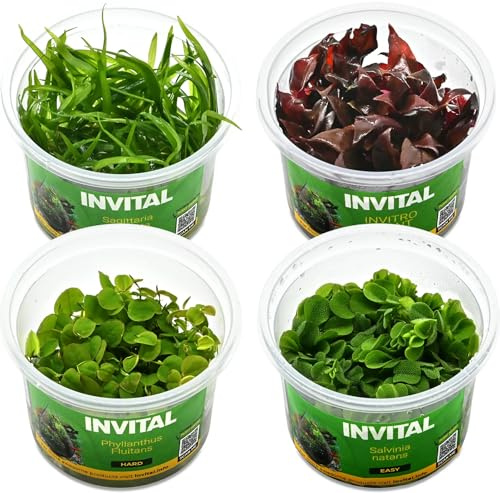 INVITAL Aquarium Pflanzen Set 4 Pflanzen für Nano- und Betta-Aquarien, In-Vitro