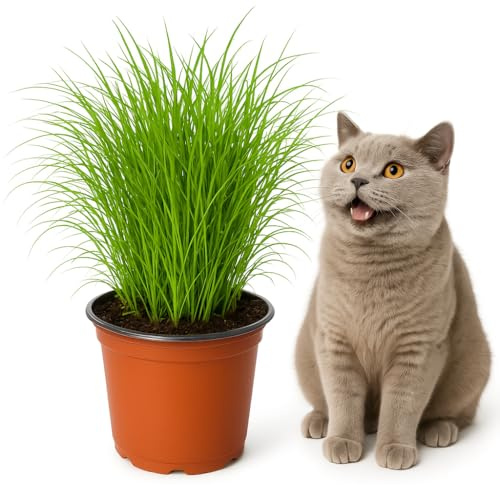 mgc24 Katzengras Cyperus zumula, echtes Zyperngras, 12-cm-Topf, 1 Stück | Fertig gewachsen, ca. 20 cm hoch, lebende Grünpflanze für Katzen, Zimmerpflanze für Wohnung und Fensterbank