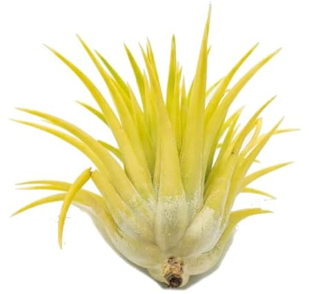 DECOALIVE Planta del Aire Albina Tillandsia Iotha Druid Planta Natural Única