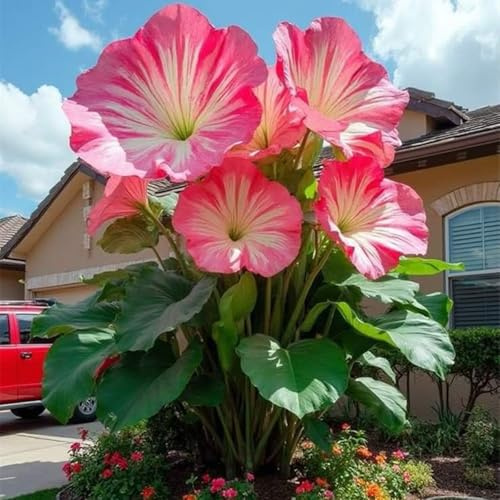 Winterhart pflanzen, Lebende Pflanzen,Mysteriöse magische Glühbirne, Mehrjährige Blumenzwiebel ist winterhart, Blumenzwiebel Mix-1 Hibiskus-Zwiebel