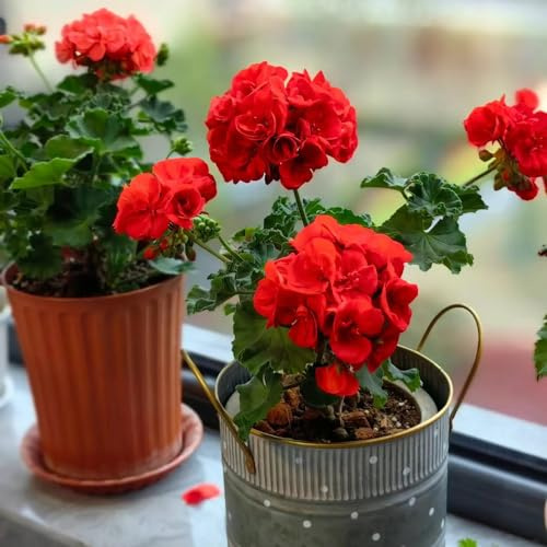 semi di geranio, balcone interna biologici esterno raro 450pcs
