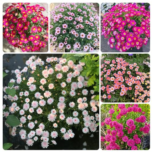 Rittersporn(Consolida ajacis),langer Blütezeit für eine pflanzentopf deko wohnzimmer modern deko garten zimmerpflanzen schattenpflanzen winterhart 500Samen
