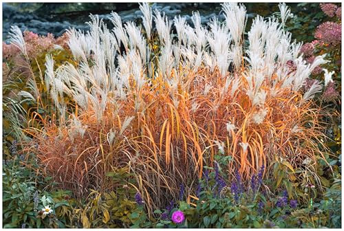 Stauden Gänge 1 x Miscanthus sinensis 'Purpurascens' Chinaschilf winterhart | Purpurnes Ziergras für Sonne bis Halbschatten, Blüte September bis Oktober, mehrjährig, 1 L Topf (11x11 cm)