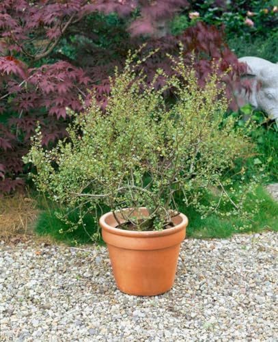 Zwergbirke Betula nana 40-60 cm Zierstrauch winterhart | Robust, langsam wachsend, ideal für saure Böden, dekoratives Herbstlaub, bienenfreundlich, auch für Balkon geeignet