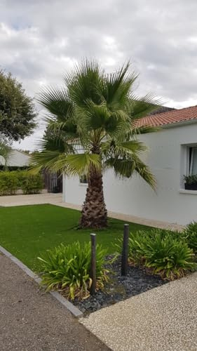 Washingtonia robusta/Palmier du Mexique/Conteneur de 2 à 2.9 litres