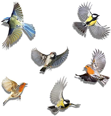 imaggge.com 6 Stück Vögel Aufkleber für jede Oberfläche - dekorativ an der Wand, verhindert Kinder- und Vogelschläge, auf beiden Seiten lichtdurchlässig/farbig