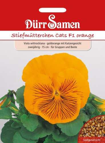 Dürr Samen 1438 Stiefmütterchen Cats F1 orange (Stiefmütterchensamen)