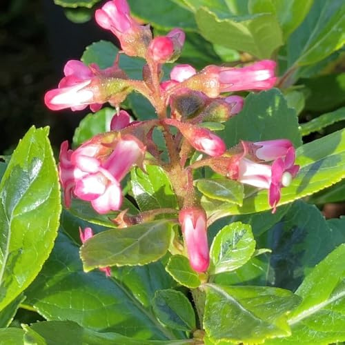 Escallonia laevis 'Gold Ellen' – Hardy Evergreen Shrub with Variegated Gold Foliage and Pink Summer Flowers – Ideal for Hedging, Screening & Borders, 3 Litre x1 by Thompson & Morgan
