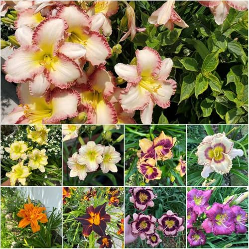 taglilien pflanzensamen winterharte für garten steingartenpflanzen winterhart exotische zimmerpflanzen stauden winterhart mehrjährig winterharte 250samen