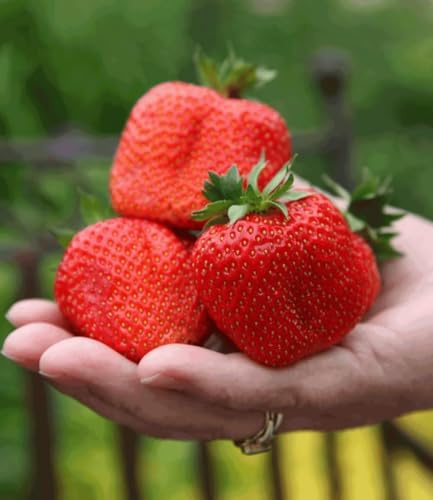 BALDUR Garten 3x Erdbeere 'Sweet Mary XXL®', Pflanzen im 7x7 cm-Topf | Fragaria, XXL Früchte und großes Aroma, Riesenerdbeeren, winterhart, Fragaria x ananassa, Früchte essbar