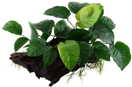 Wurzel mit Anubias barteri - size XL