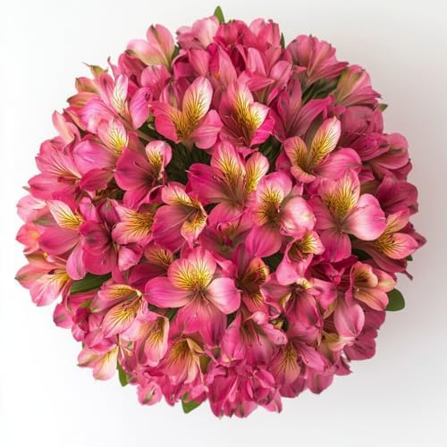GlobalRose 60 Hot Pink Alstroemeria Flowers – Responsibly Sourced Peruvian Lilies Flowers – Hand-Picked Flowers Fresh Bouquet for Graduation, Anniversary & Special Occasions (6 Bunches of 10 Stems