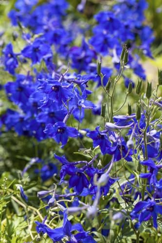 Delphinium x belladonna 'Völkerfrieden' ca. 11x11 cm Topf - Rittersporn, himmelblaue Blüten, Blütezeit Juni-August, ideal für Rabatten, bienenfreundlich, pflegeleicht