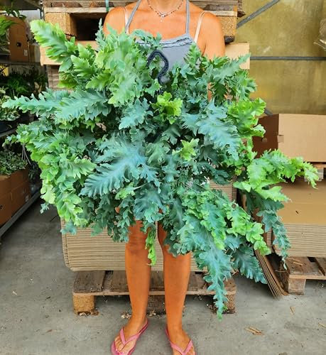 POWERS TO FLOWERS - FELCE PHLEBODIUM DAVANA, VASO 22 CM DIAMETRO, pianta vera