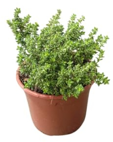 Tomillo de Jardín Planta Natural con Hojas Aromáticas y Usos Múltiples