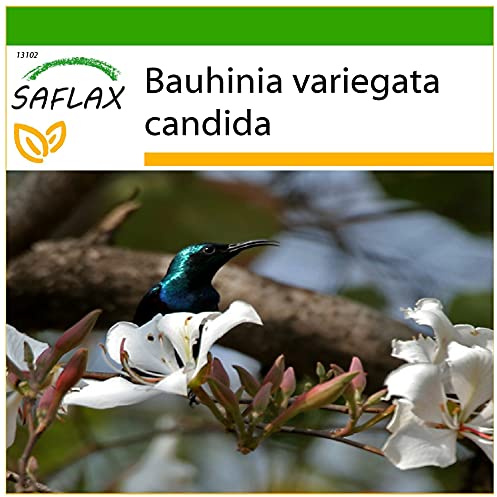 SAFLAX - Árbol orquídea blanca - 5 semillas - Con sustrato estéril para cultivo - Bauhinia variegata candida