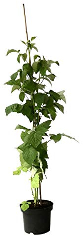 Himbeere Glen Ample sommertragend dornenlos großfruchtig lecker ab 60 cm Pflanze im 3 Liter Topf