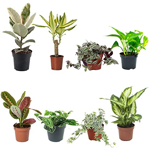 DECOALIVE Set Plantas Interior Alto Contraste II: Ficus Tineke Variegata, Tronco del Brasil, Tradescantia, Pothos, Maranta Tricolor, Scindapsus, Hiedra Variegata y Dieffenbachia