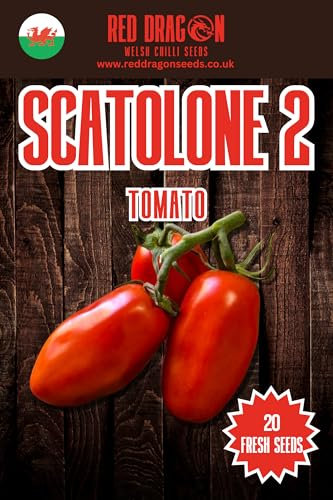 Scatolone 2 Plum Tomato Seeds - 20 Fresh Scatolone 2 Plum Tomato Seeds