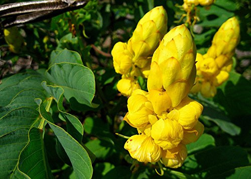 `Senna ALATA, Cassia Candlestick Candelabra Bush Tree Butterfly Flower 100 Seeds