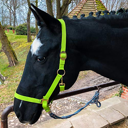 Halter for Horses Warmblood, Thoroughbred, Cold Blood - Stable Halter, Pasture Halter, 2 Adjustable Positions on Chin Strap and Headpiece, Safe and Tear-Resistant (Light Green, Thoroughbred (Cob))