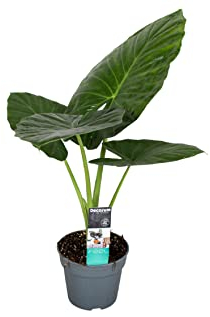 Plant in a Box - Alocasia Odora - Oreille d'éléphant - Alocasie - Pot 17cm - Hauteur 55-75cm