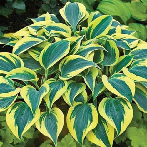 Hostas Bulbs for Planting UK Strong Plants That Grow Well Greening Flower Golden Jade Carving Feels Beautiful Now Mixed Garden Crop for Planting Now UK -6Bulbs-greenF