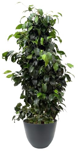 I GIARDINI DI GIULIA - Ficus benjamina Ø22 cm H100 cm – Pianta da Interno Sempreverde & Purificatrice d’Aria, Resistente e Slanciata | Coprivaso in Plastica Riciclata (Vaso antracite)
