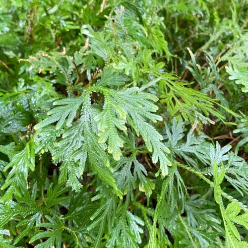 rose von jericho kaufen - winterhart mehrjährig topfpflanze exotische balkon deko 5zwiebeln