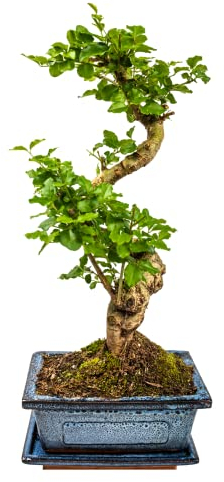 Zimmerbonsai chinesischer Liguster bonsai - ca. 10 Jahre 25-35 cm hoch Immergrün mit Auffangschale