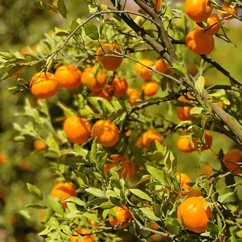 Comprar semillas de naranjo resistentes para el jardín. cítricos reticulados, jardín Los enanos son resistentes 30pcs