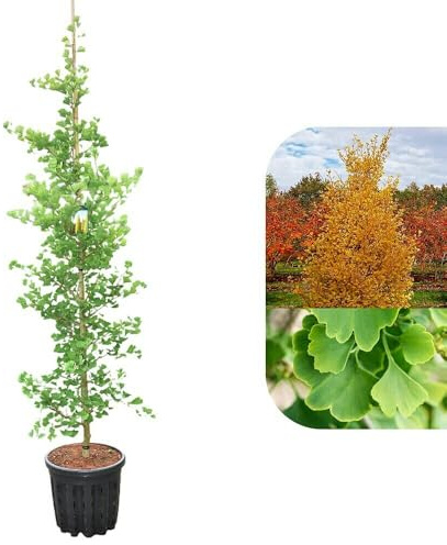 PIANTA GINKGO BILOBA VIVAI VALTELLINA PIANTA di 1 anno 30-40 cm