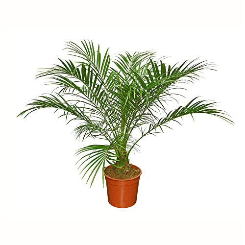 Phoenix Canariensis La Palmera Canria que Transformará tu Jardín en un Oasis