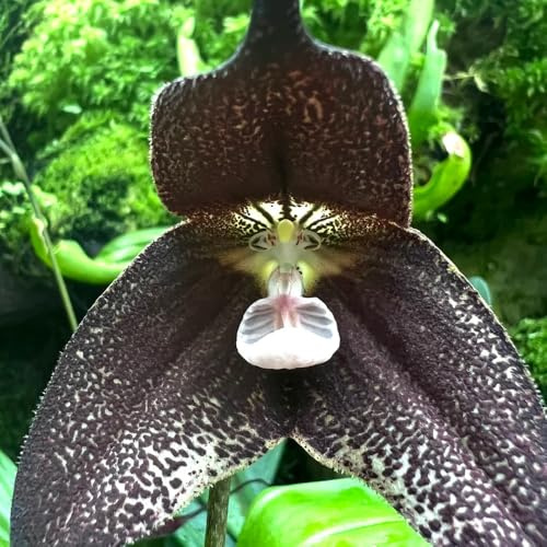 semi di orchidea scimmia, Dracula simia, decorativi tappezzanti giardino perenni resistenti esotiche da balcone 20pcs