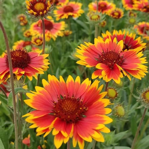 Kokardenblume, winterharte stauden für pralle sonne schnittblumen zimmerbonsai seltene kletterpflanzen indoor gewächshaus balkonblumen bio alte sorten balkongewächshäuser exotische 50samen