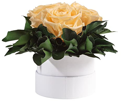 ROSEMARIE SCHULZ Heidelberg Infinity Rosenbox weiß rund konservierte Blumen Champagner- 3 Infinity Rosen Durchmesser 15 cm - Geschenk für Frauen (Beige, Medium)
