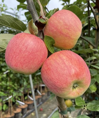 Apfelbaum Desertnoe,Apfel Sommerapfel Desertnoe veredelte Apfelbaum ca 180 cm
