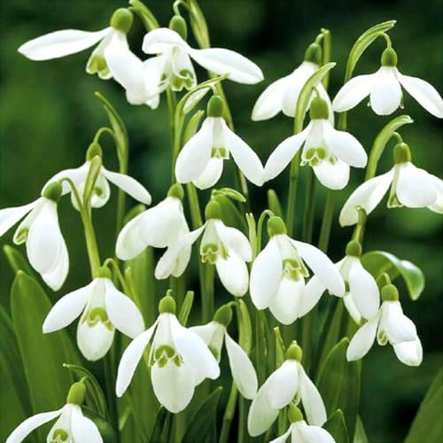 Schneeglöckchen Galanthus woronowii einfach - 100 Blumenzwiebeln aus Frischer Ernte Höchste Keimfähigkeit