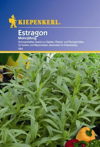 Estragon Samira mehrjährig