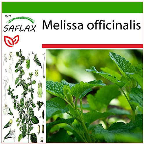 SAFLAX - Lemon Balm - 150 Seeds - with Soil - Melissa officinalis