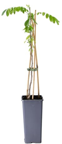 mgc24 Kletterpflanze Sichtschutz Heckenpflanze Rankpflanze Wisteria sinensis Alba, Weißer Chinesischer Blauregen im 2l-Container 1 Pflanze