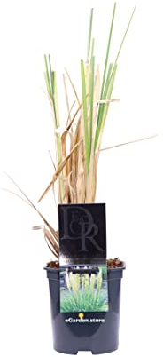 Pianta di Erba della Pampas Pianta di Cortaderia Selloana pianta da esterno pianta graminacea Cortaderia ornamentale pianta vera venduta da eGarden.store (Mini Pampas v.17 cm)