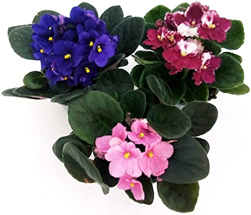 POWERS TO FLOWERS - SAINTPAULIA TRIS, 3 PIANTE VASO 11CM, VIOLETTA AFRICANA, pianta vera