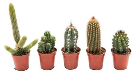 Cinco Cactus Naturales Plantas Resistentes Ideales para Principiantes