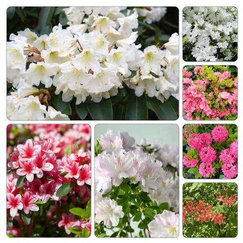 semi azalea rododendro - decorazioni giardino esterni interno autunnale, rampicante balcone 600pcs