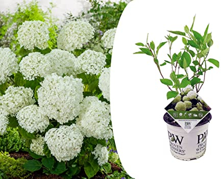 Plant in a Box - Hortensie- Hydrangea 'Strong Annabelle'- Höhe 30-40cm -Topf 19cm - Winterharte Gartenpflanze