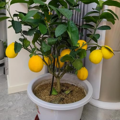 semillas de limonero - raras trepadoras resistentes orgánicas variedades antiguas interior camas elevadas 200pcs