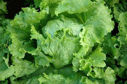 Just Seed - Vegetable - Lettuce - Webbs Wonderful - 500 Seeds - Economy Pack